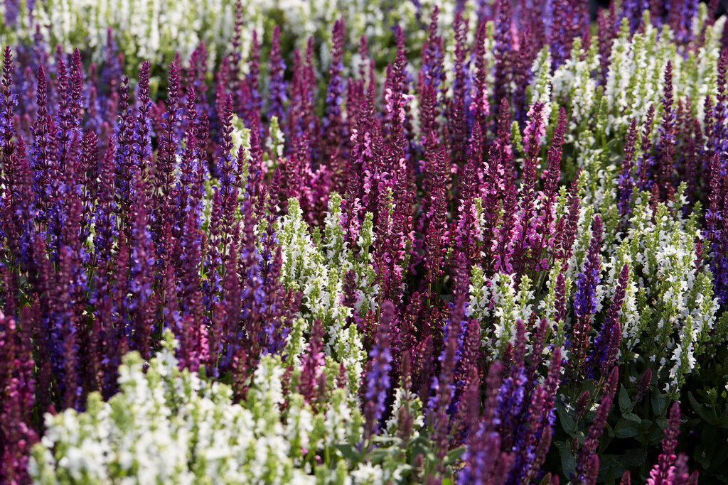 Salvia Nemorosa Mix