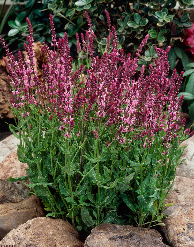 Salvia Nemorosa Rose Queen