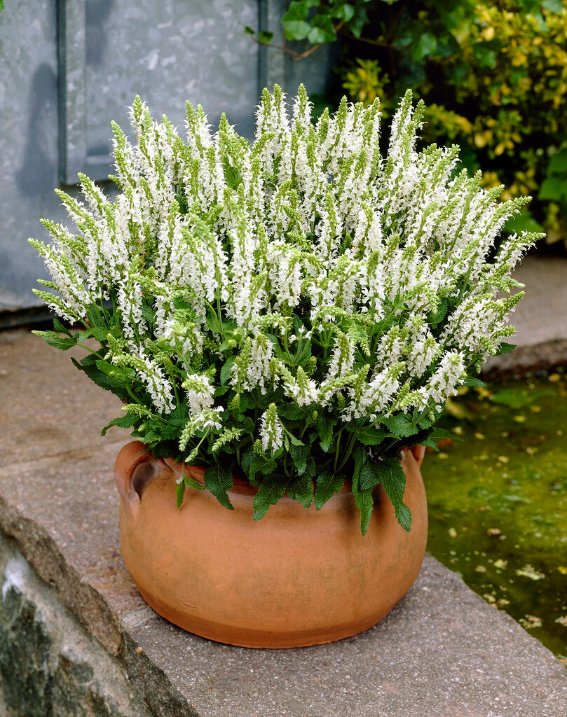Salvia Schneehügel
