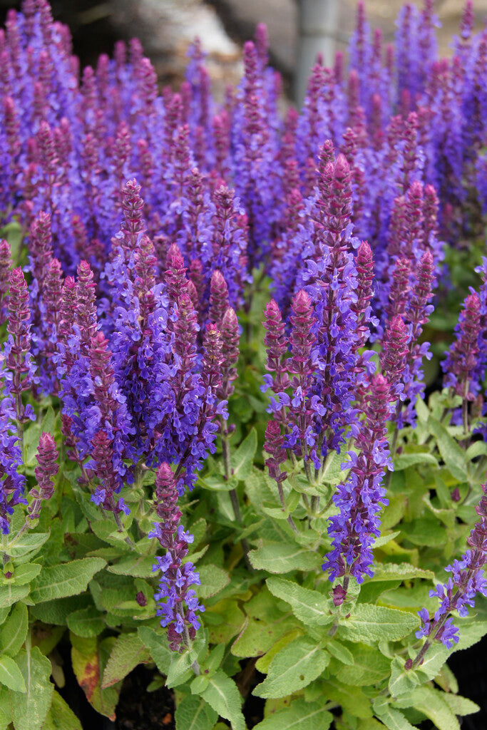 Salvia Nemorosa Sensation Deep Blue