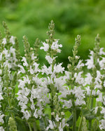 Salvia Nemorosa Sensation White
