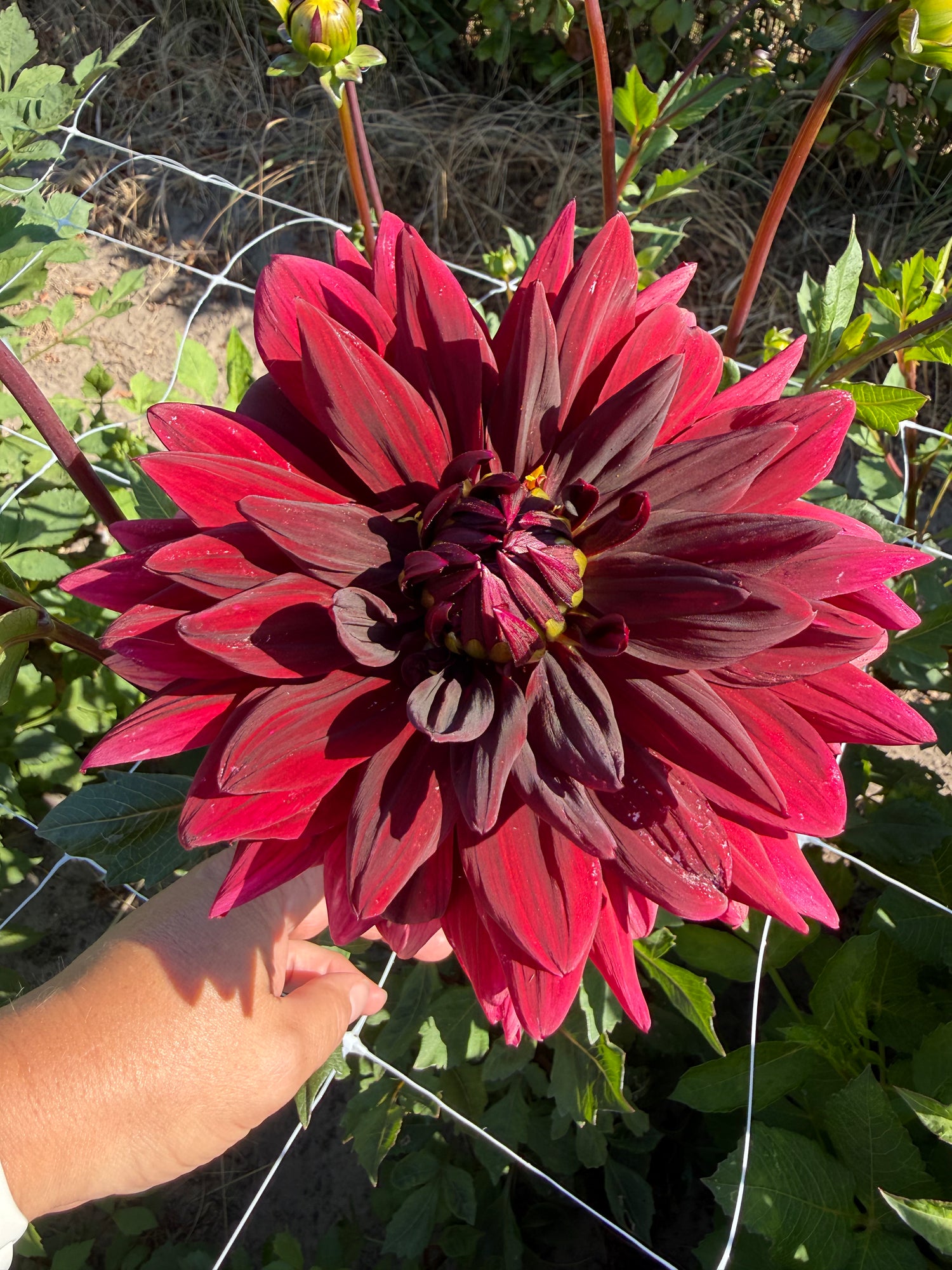 Dahlia Sam Hopkins