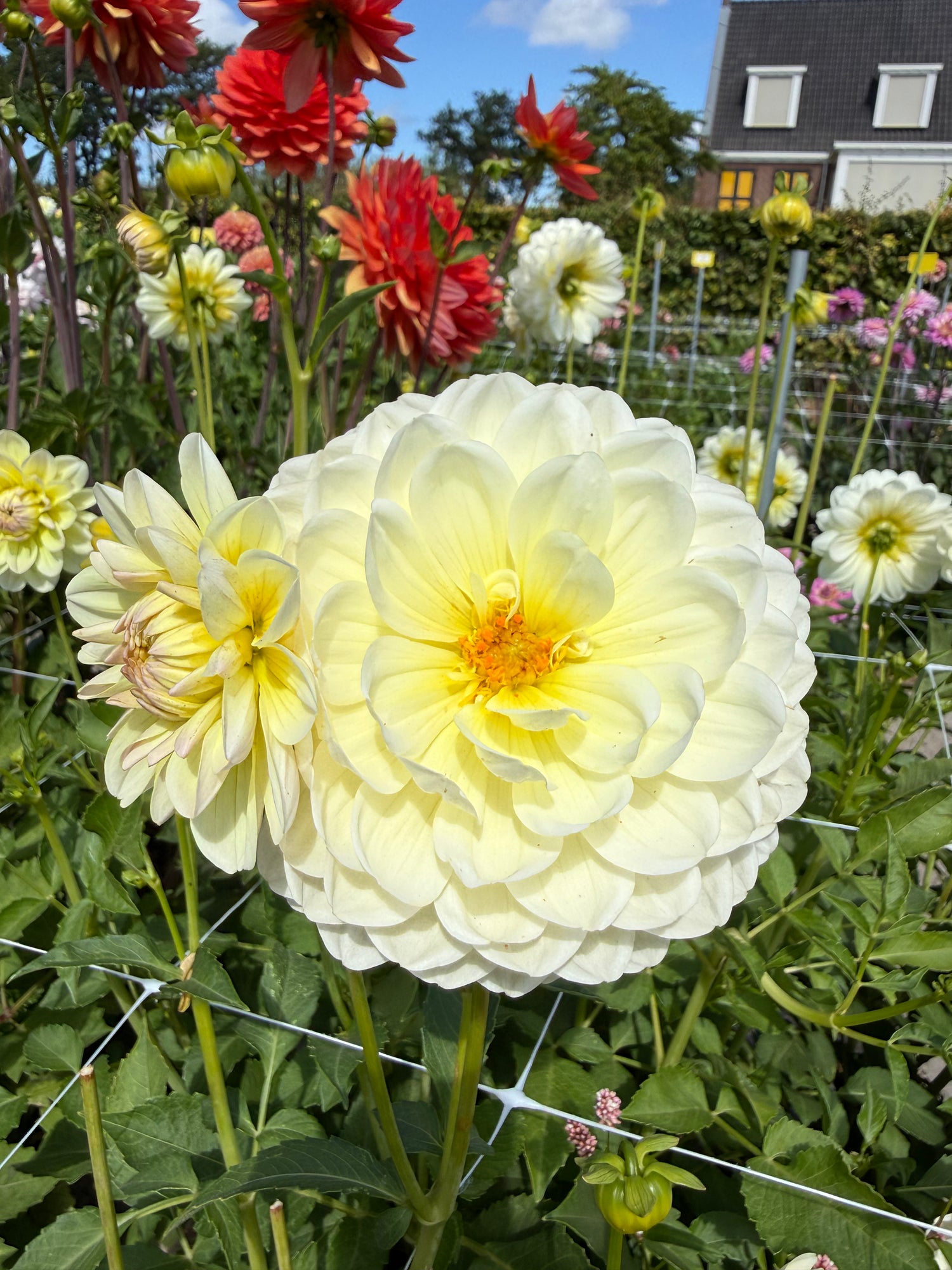 Dahlia Sandia Serenity