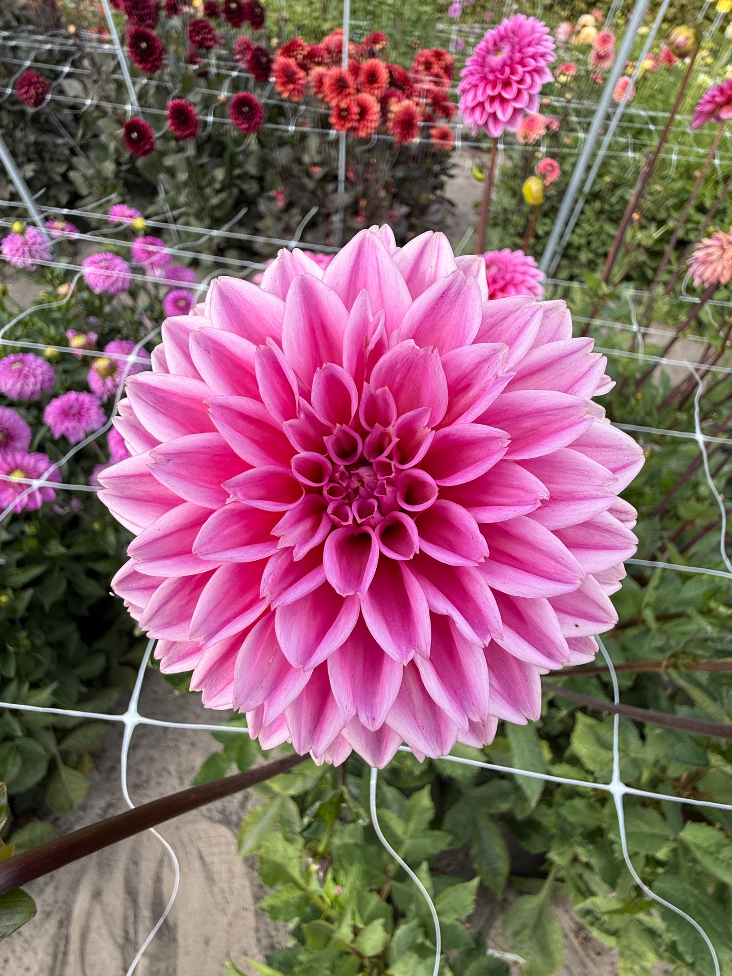 Dahlia Sandra
