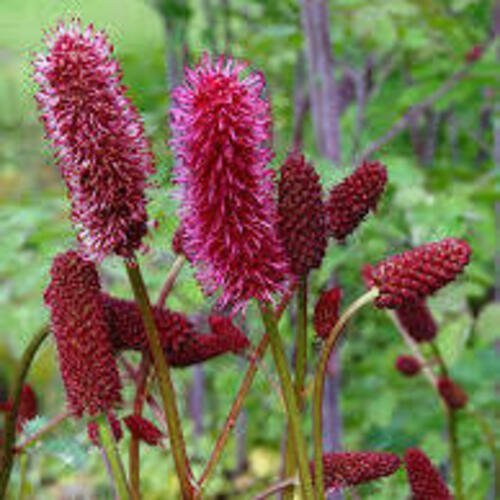 Sanguisorba Cangshan Cranberry XL