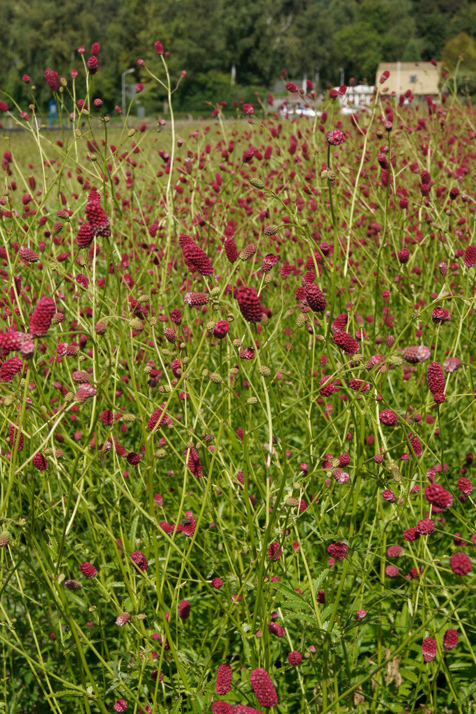 Sanguisorba Arnhem XL