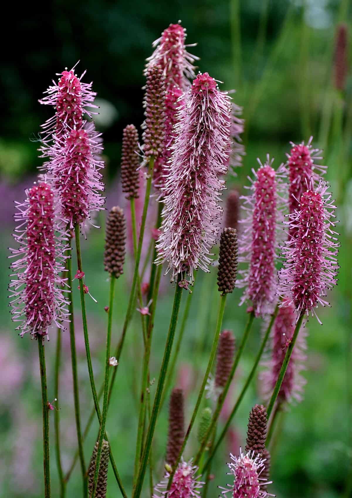 Sanguisorba Blackthorn XL