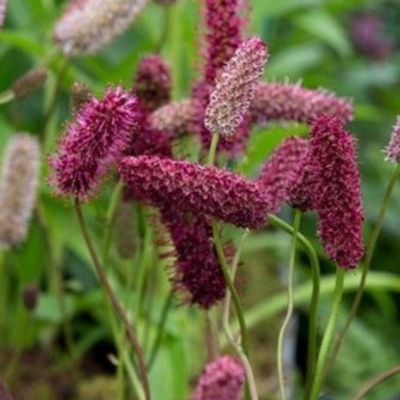 Sanguisorba Maartjes Merlot XL