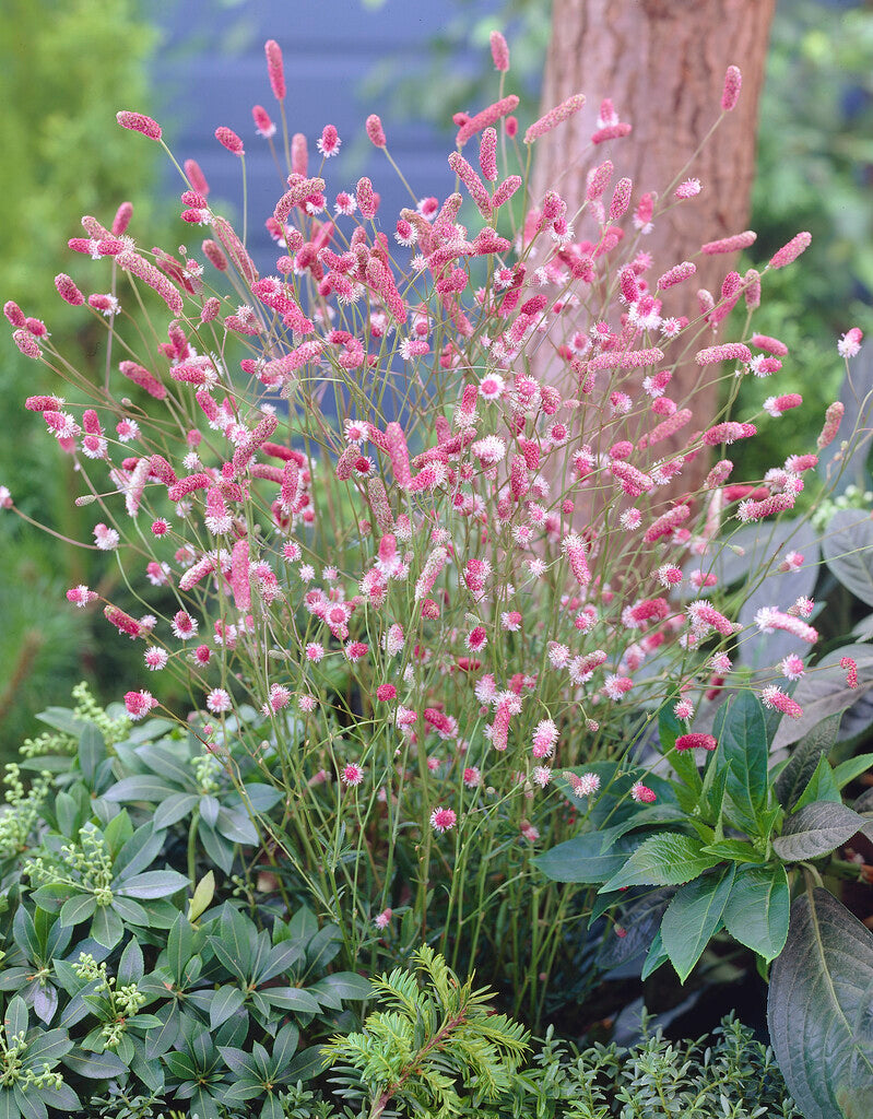 Sanguisorba Pink Tanna XL