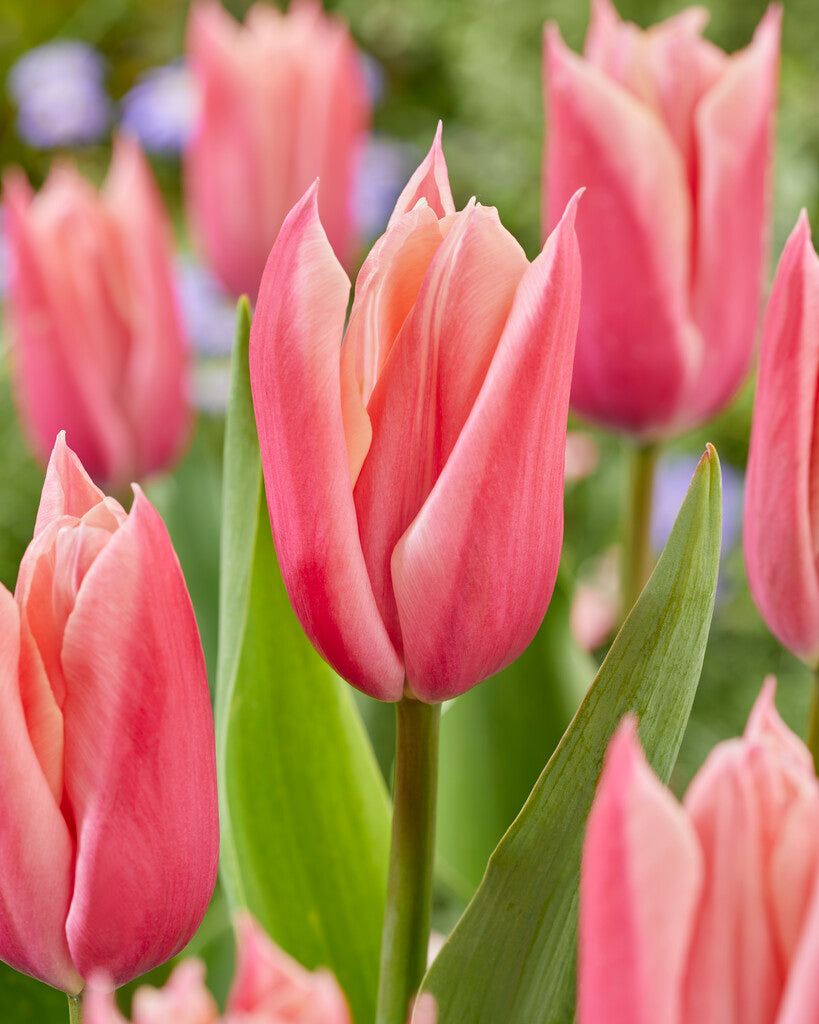 Tulipa Sanne