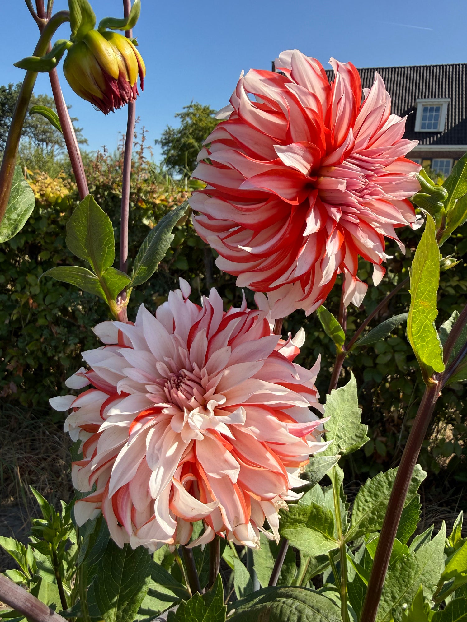 Dahlia Santa Claus US