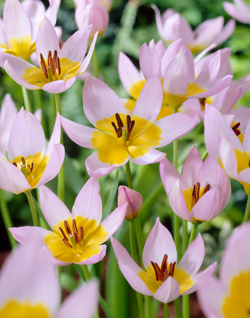 Tulipa Saxatilis