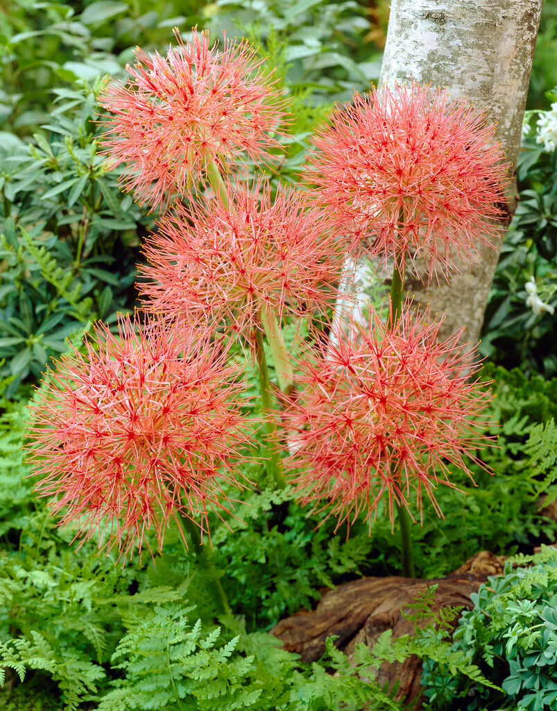 Scadoxus Multiflorus