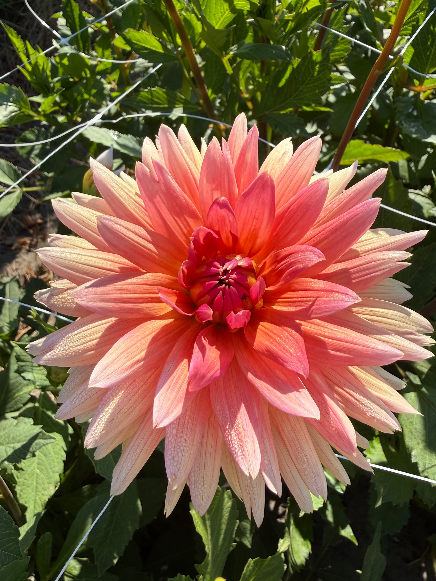 Dahlia Schneckenstein