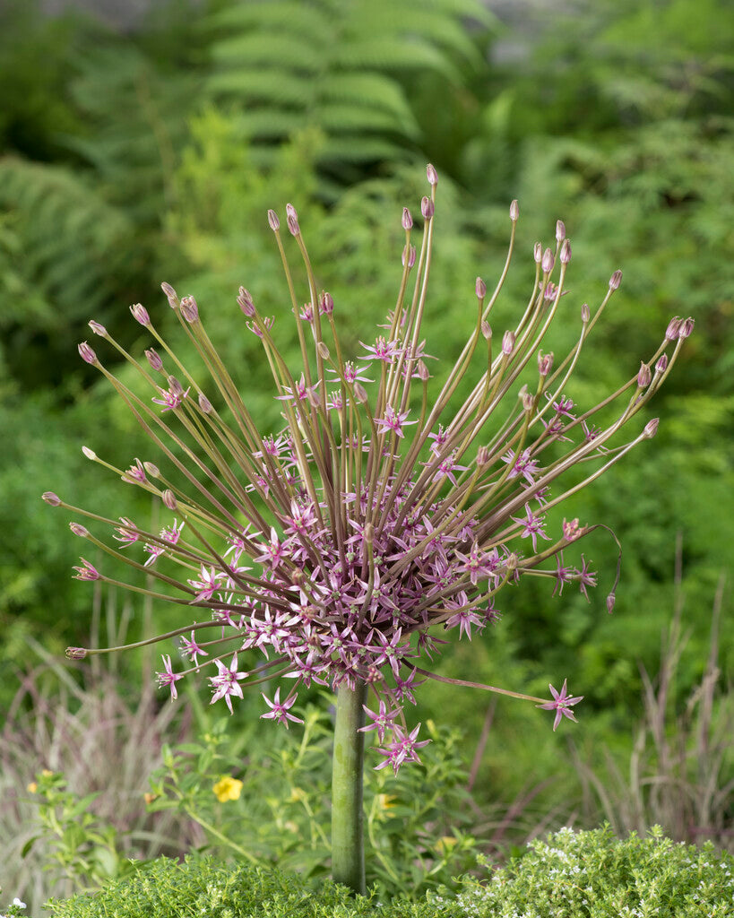 Allium Schubertii
