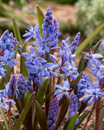 scilla bifolia