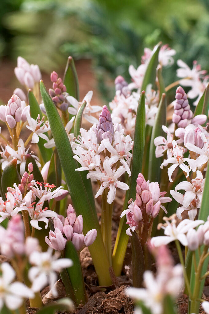 scilla bifolia rosea