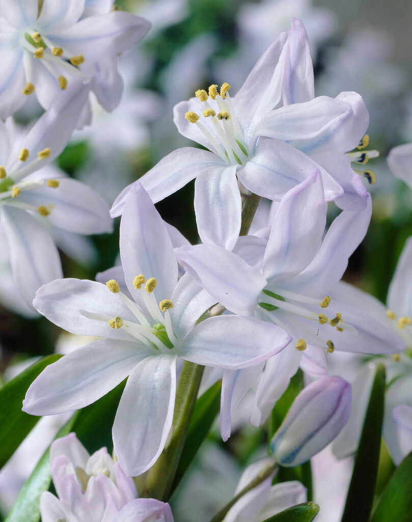 Scilla mischtschenkoana Tubergeniana