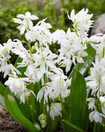 scilla siberica alba