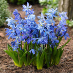 scilla sibirica 1