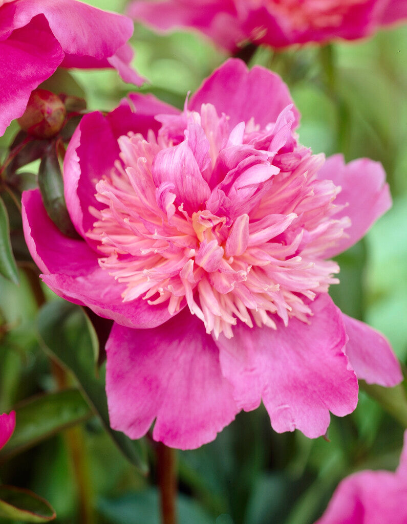 Paeonia Sebastiaan Maas 3/5