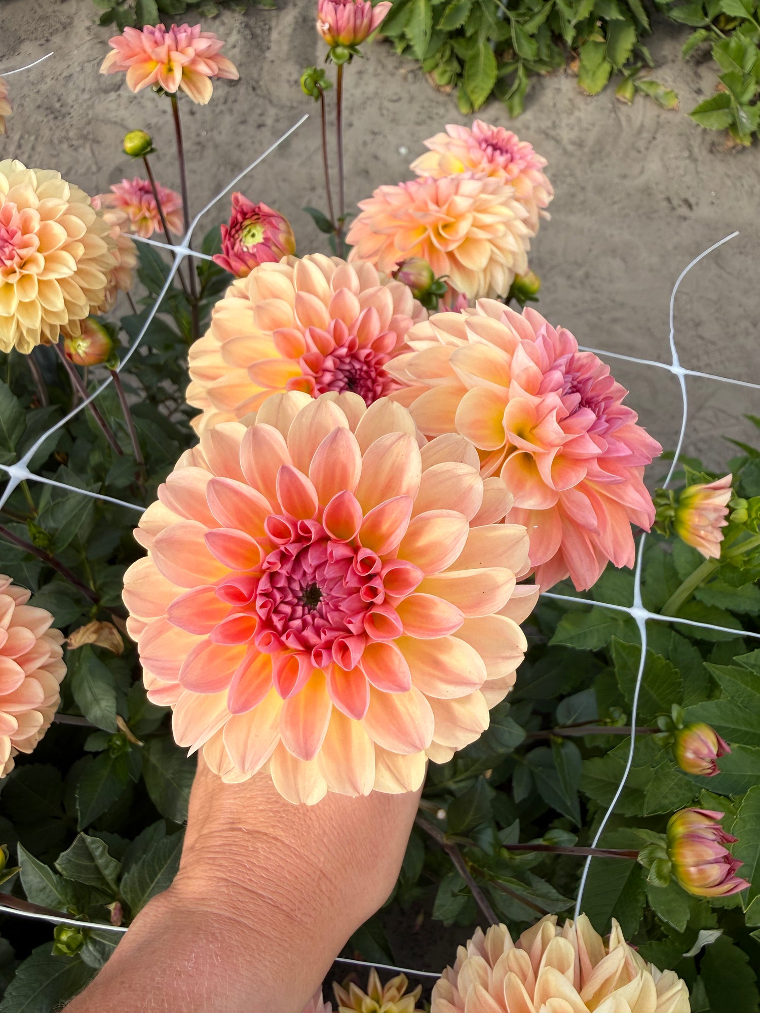 Dahlia Sebastian