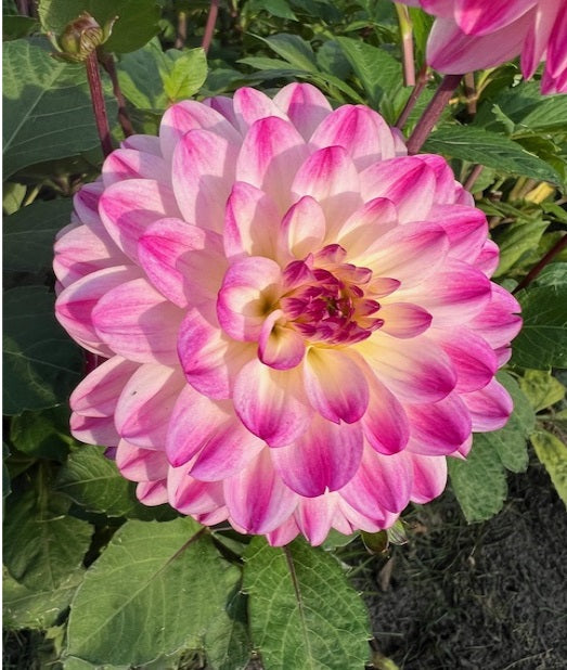 DAHLIA SENIORS DREAM