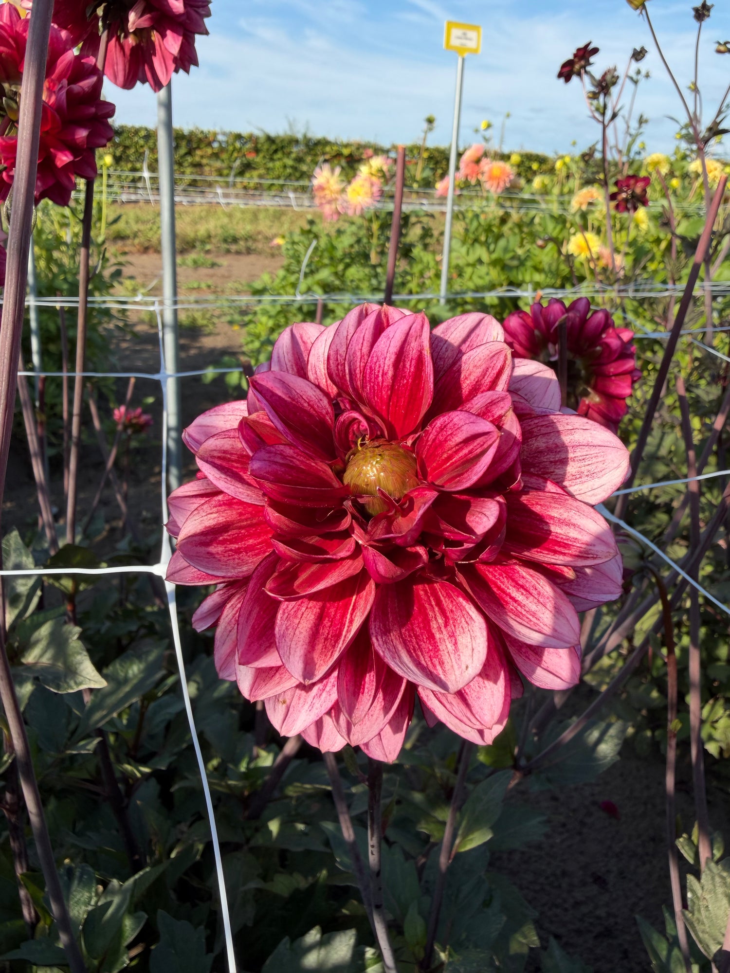 Dahlia Seniors Hope