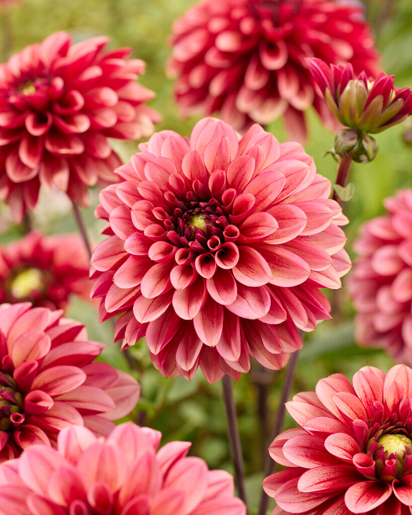 Dahlia Seniors Hope