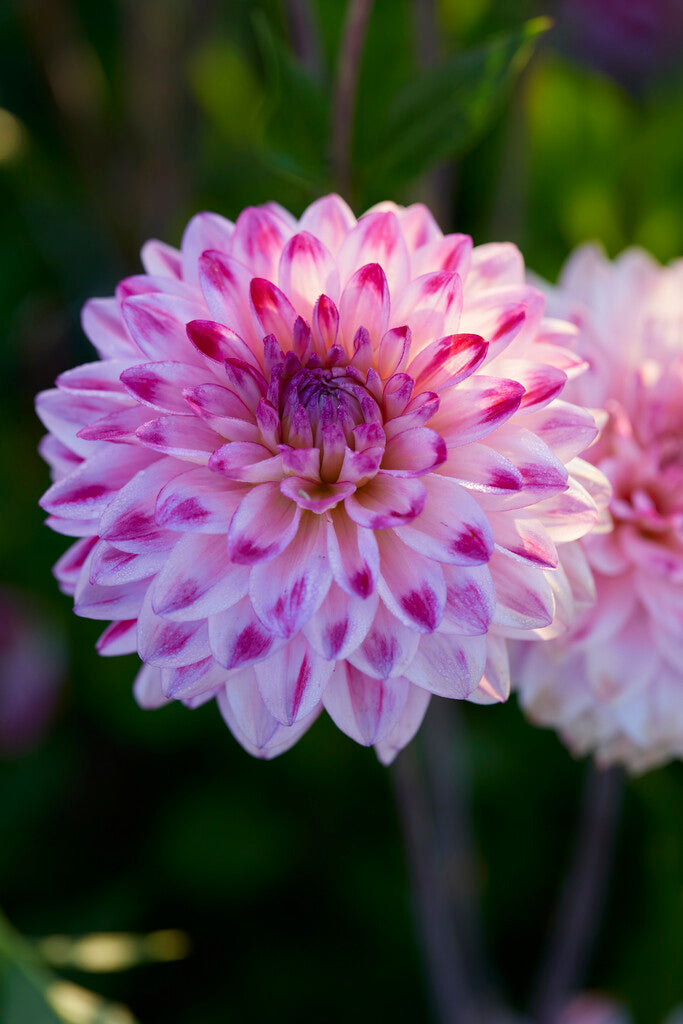 Dahlia Senior's Dream