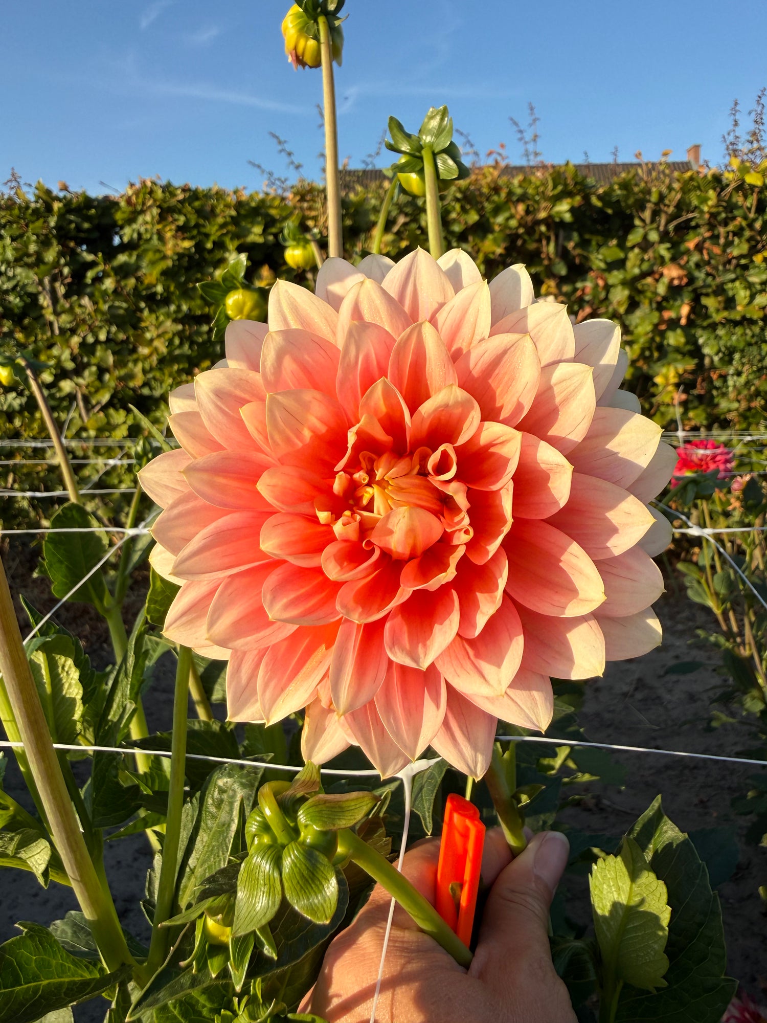Dahlia Sheer Heaven