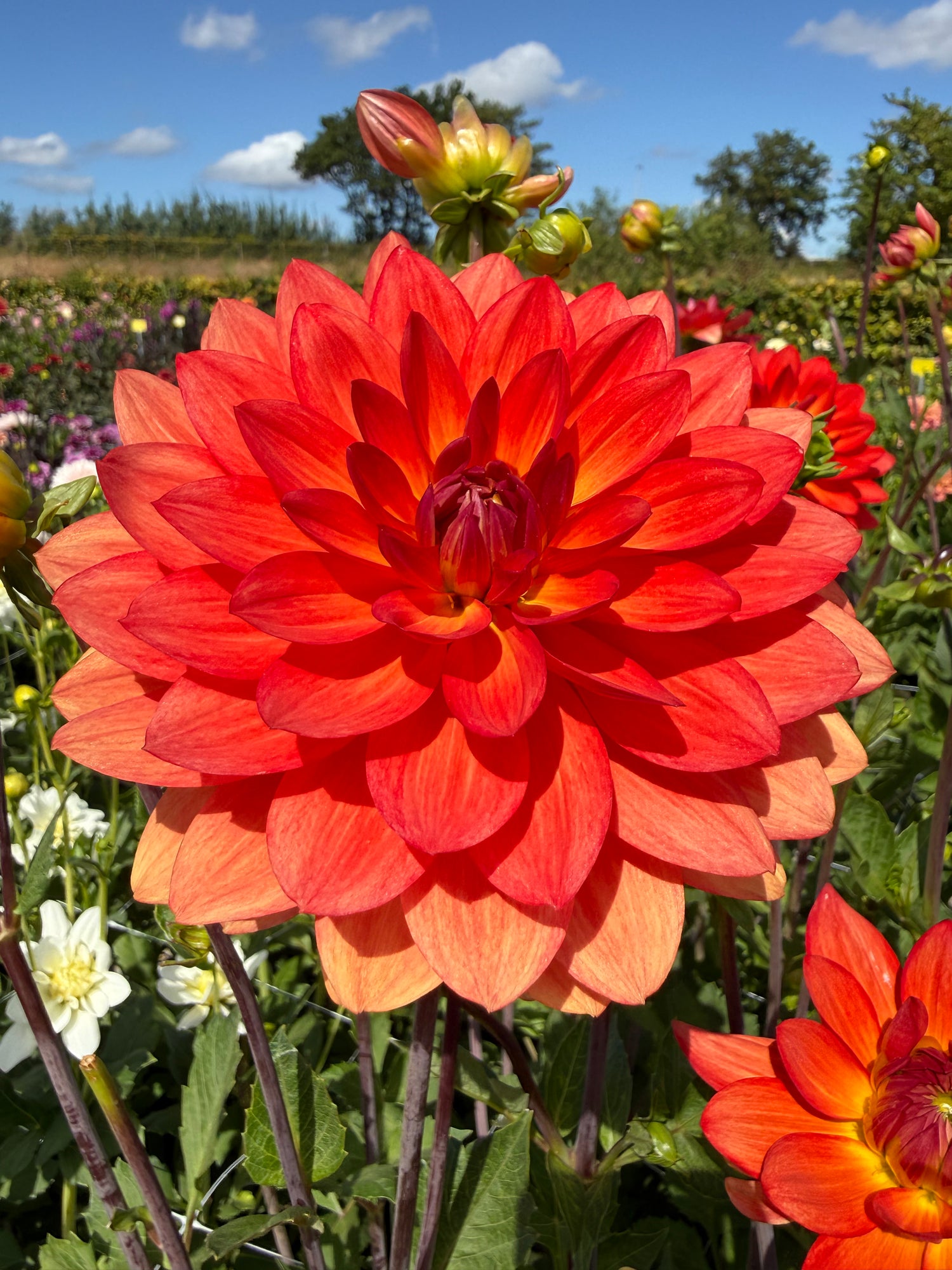 Dahlia Sheps Erinnerung
