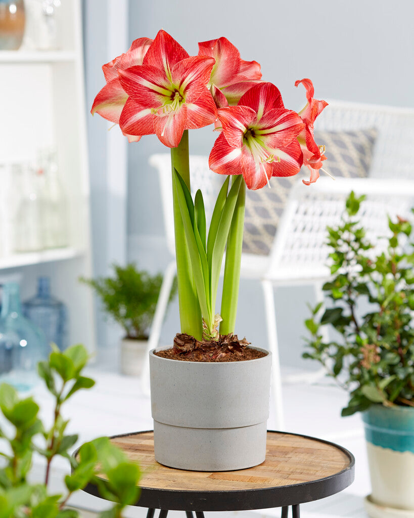 Amaryllis Shining Star