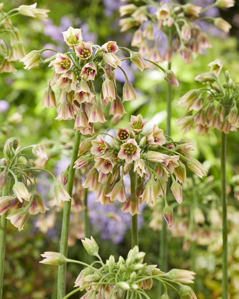 Allium Siculum