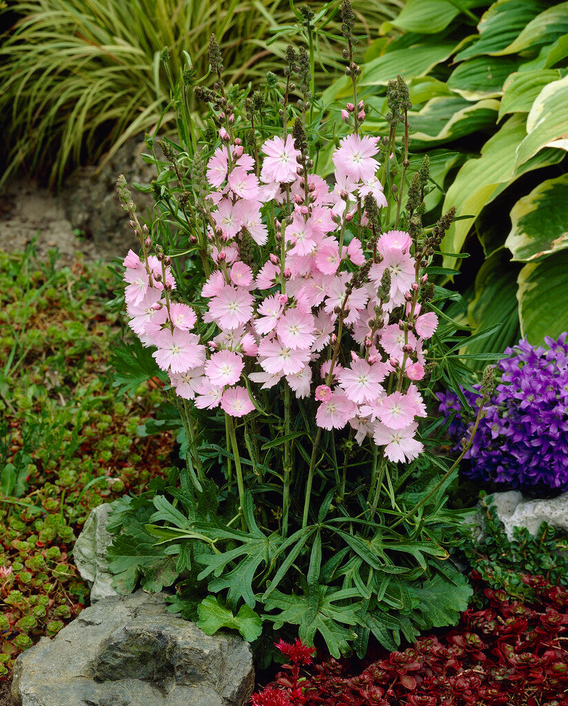 Sidalcea Elsie Heugh XL