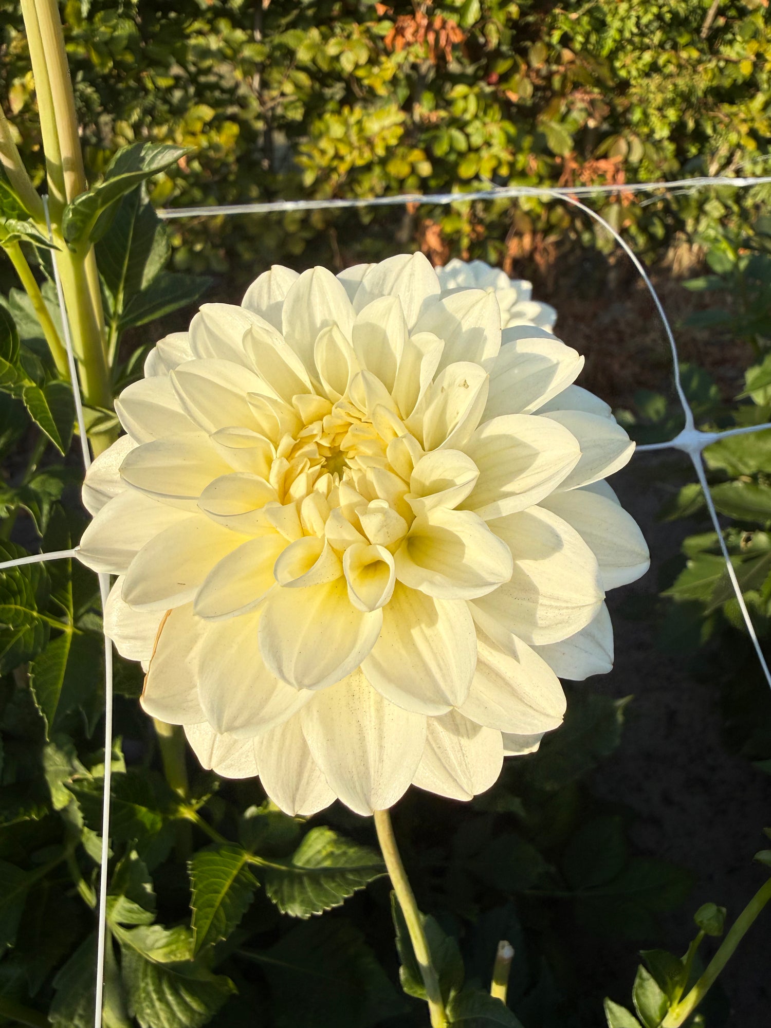 Dahlia Silver Antique