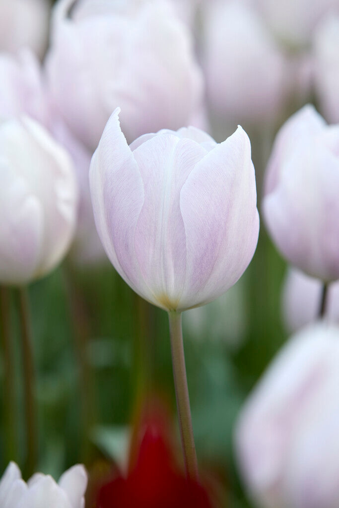 Tulipa Silver Cloud
