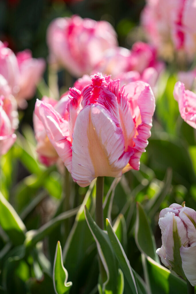 Tulipa Silver Parrot