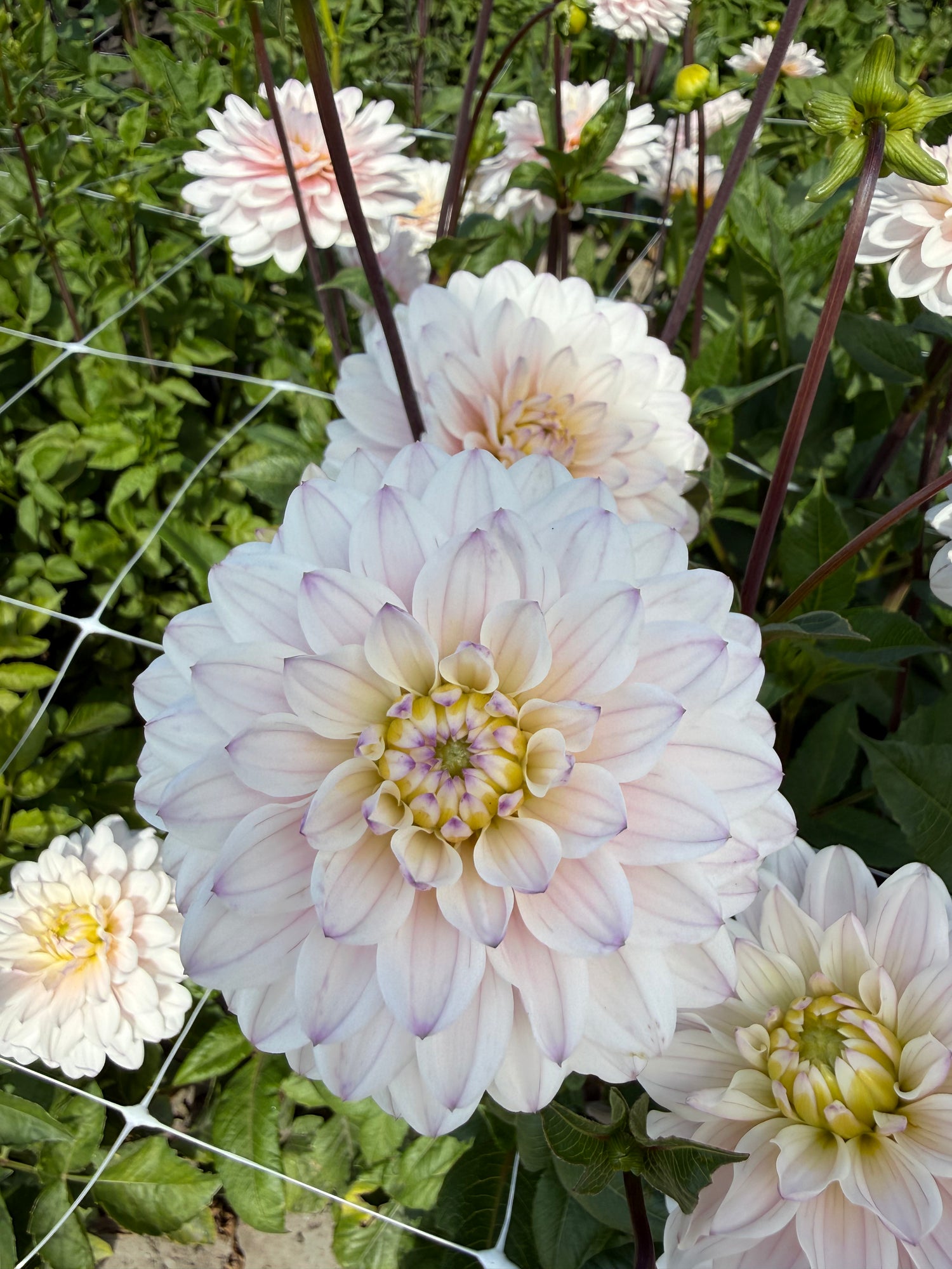 Dahlia Silver Years