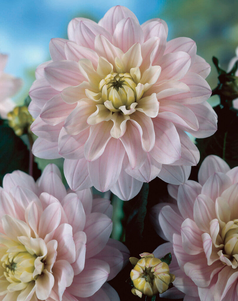 Dahlia Silver Years