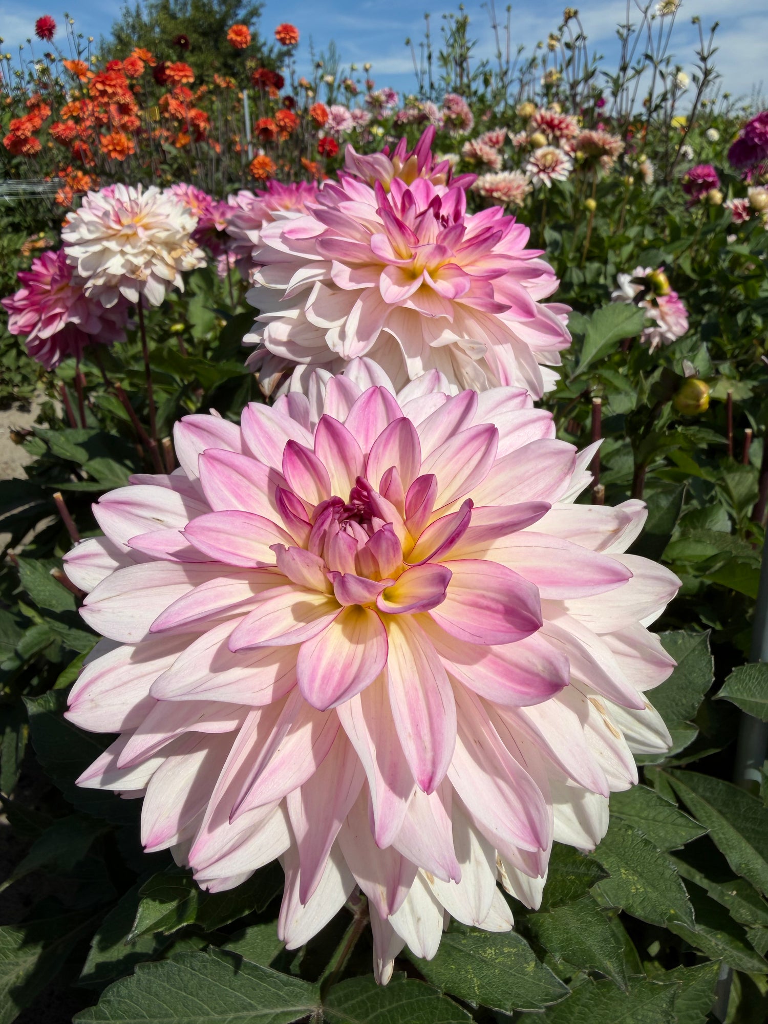 Dahlia Sincerity
