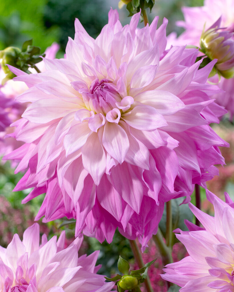 Dahlia Sir Alf Ramsey