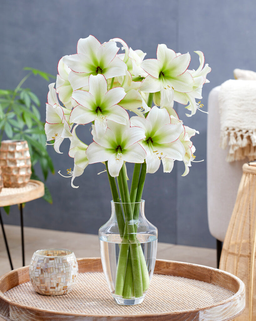 Amaryllis Sissi