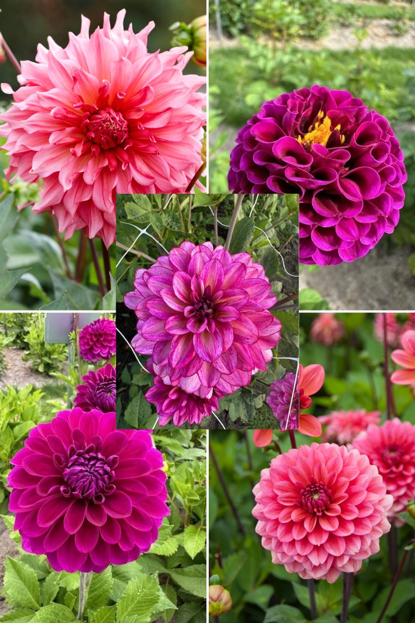 Dahlia collectie Skyler