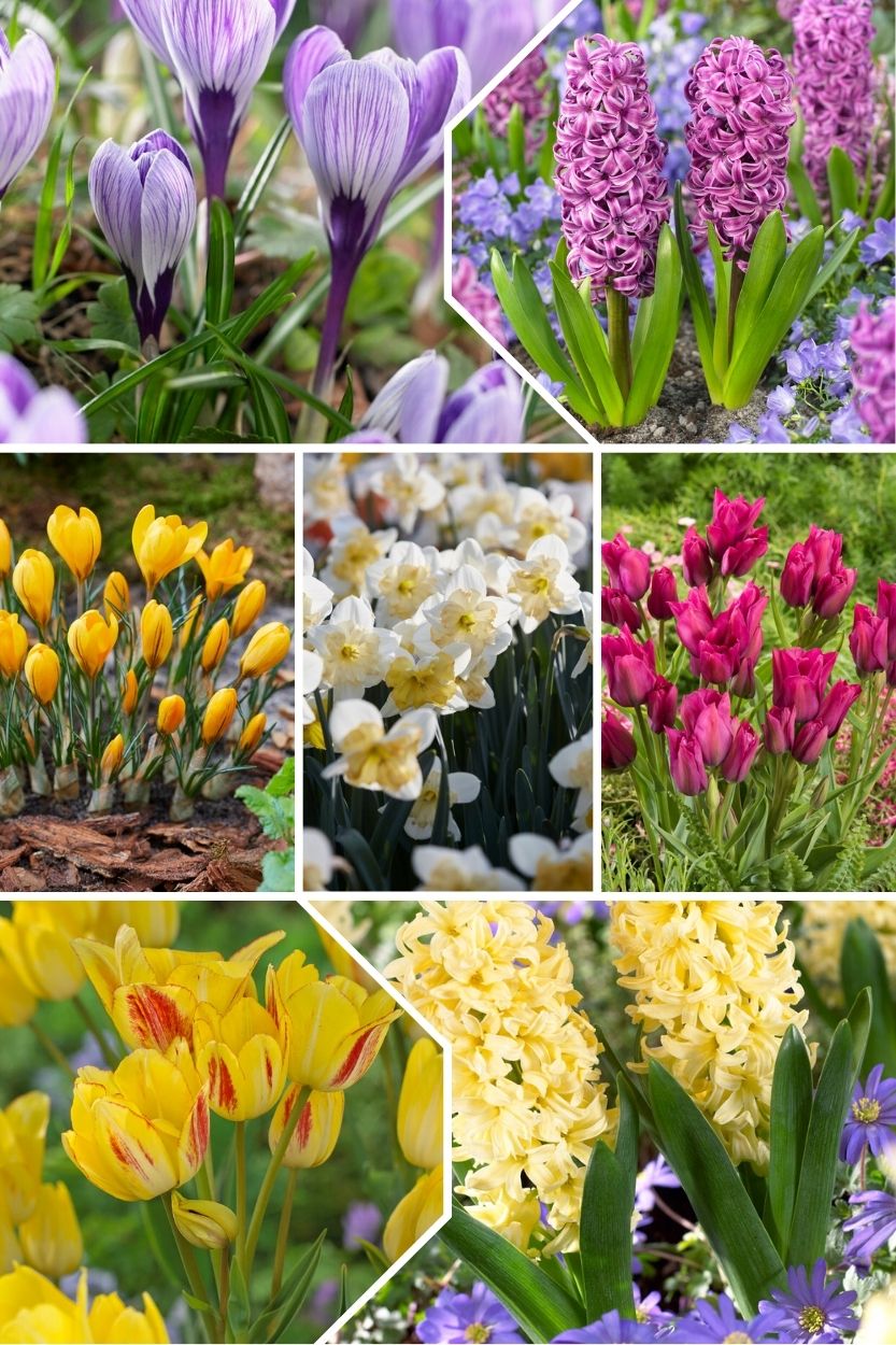 Skyler Mix for multi-storey planting