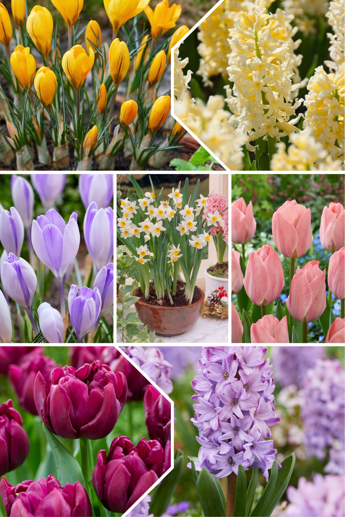 Skyler Mix voor etage beplanting