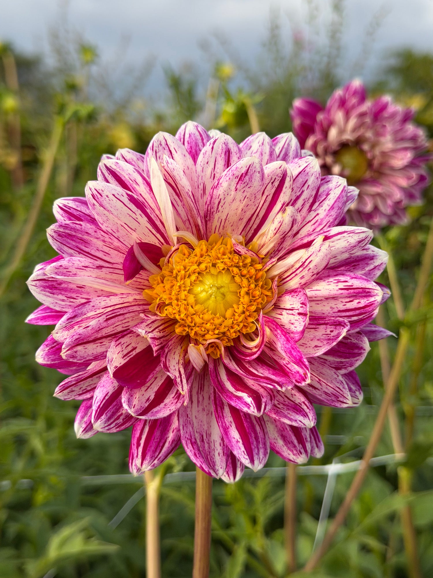 Dahlia Smokey