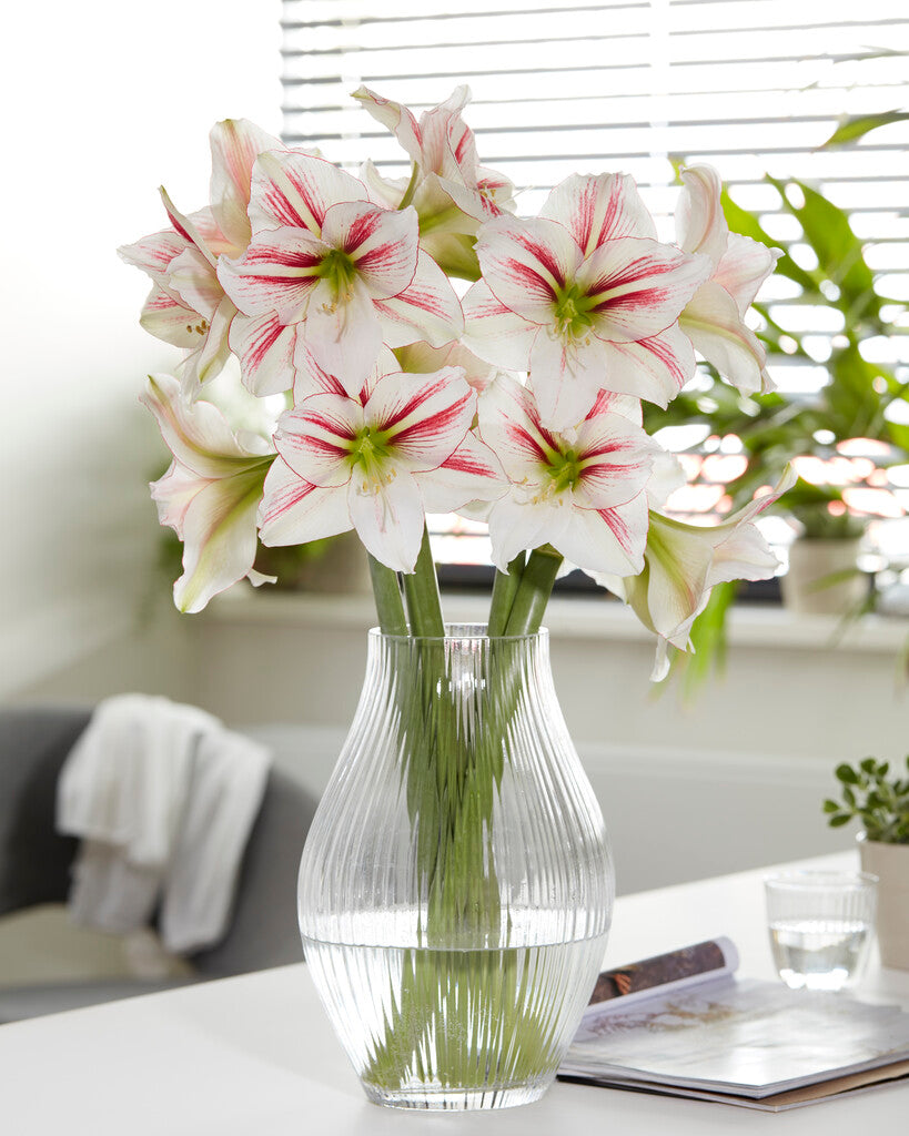 Amaryllis Smoothie
