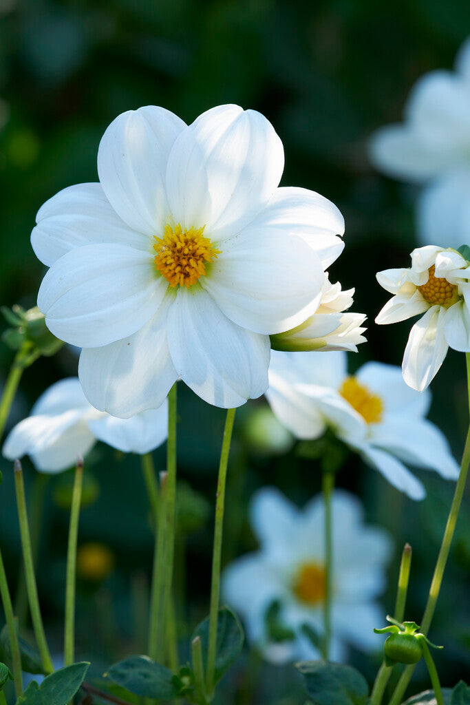 Dahlia Sneezy