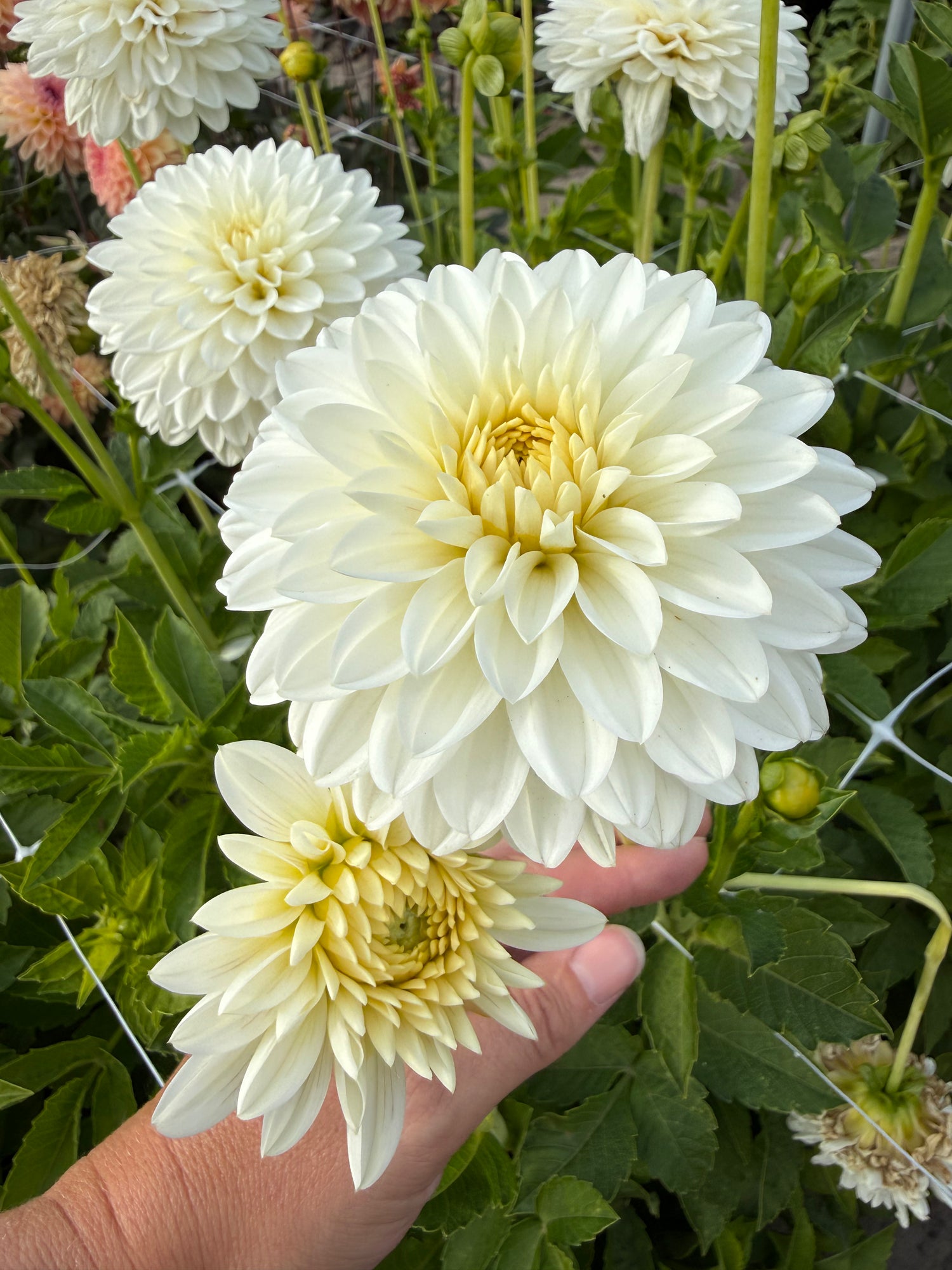 Dahlia Snow Cap